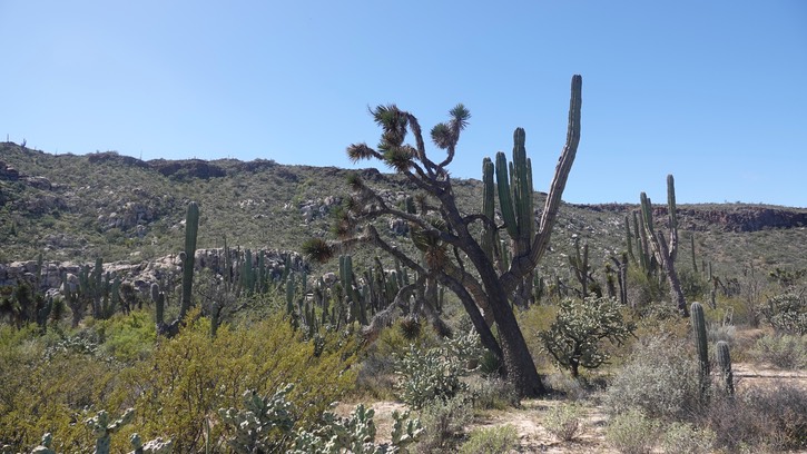 Baja California