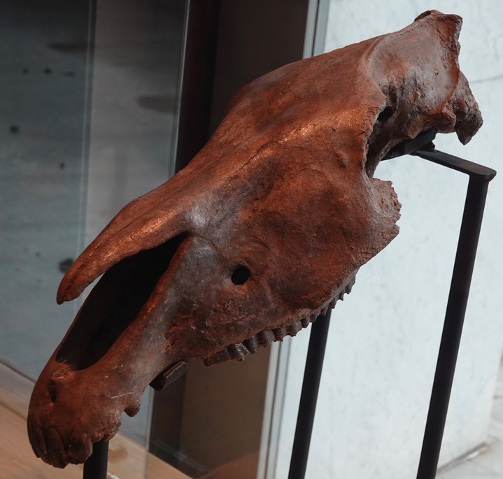 Horse Skull