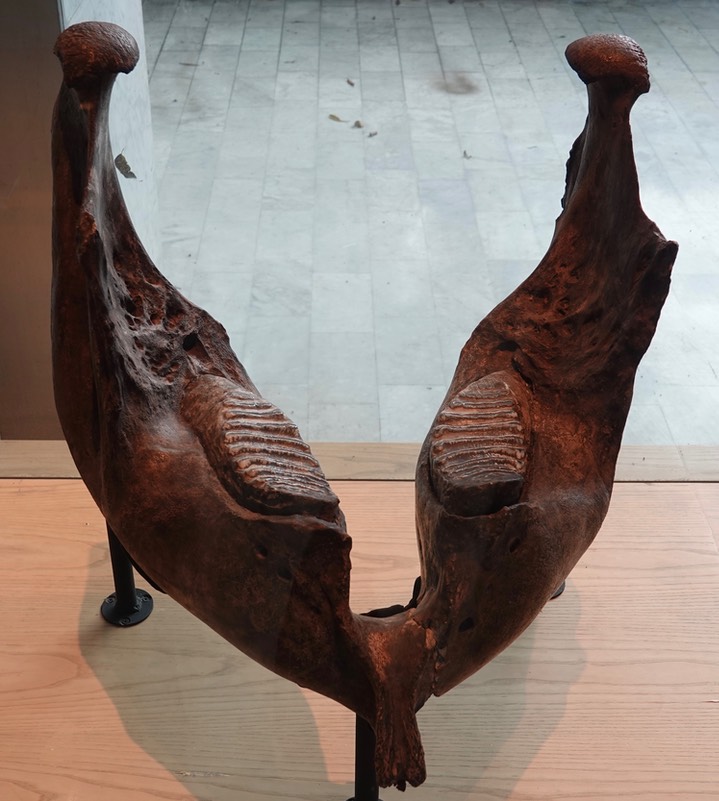 Mammoth Mandible1
