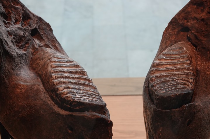 Mammoth Mandible2