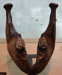 Mastodon Jaw Bone
