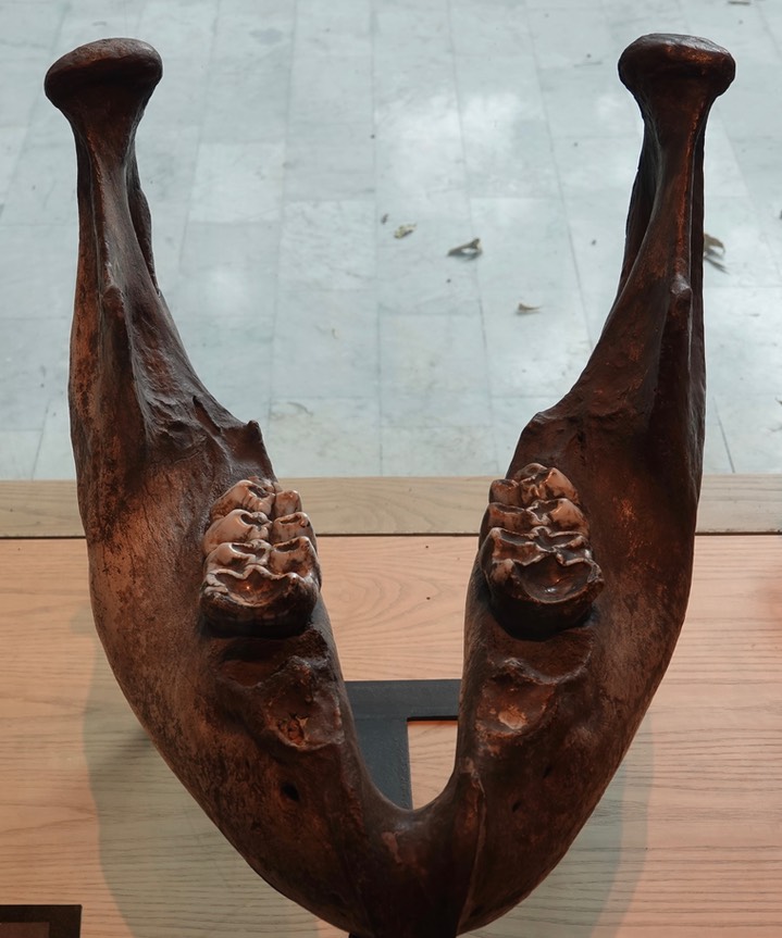 Mastodon Jaw Bone