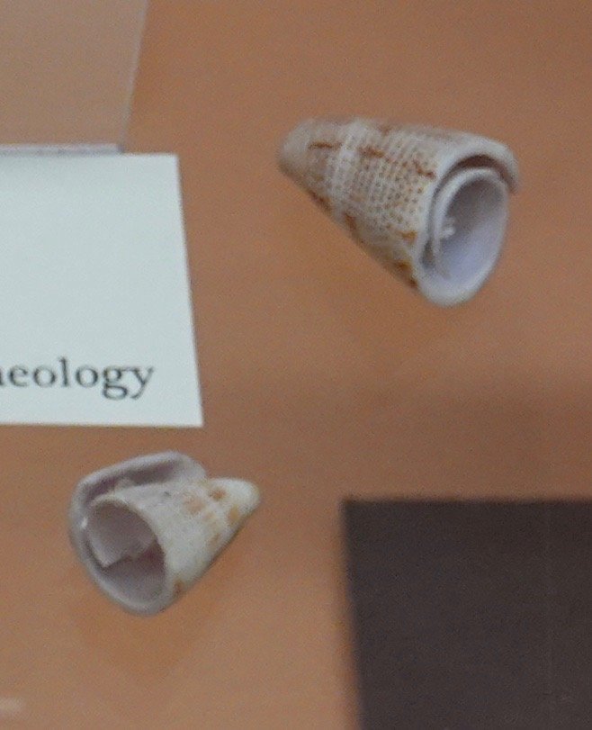   Conus Shell Tinklers, Casas Grandes Culture, 1200-1450 CE   